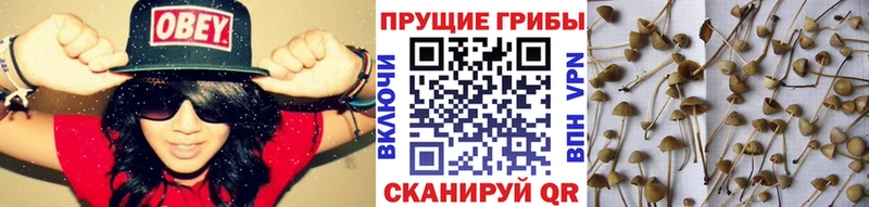 Псилоцибиновые грибы Magic Shrooms  Купить  Усть-Лабинск 